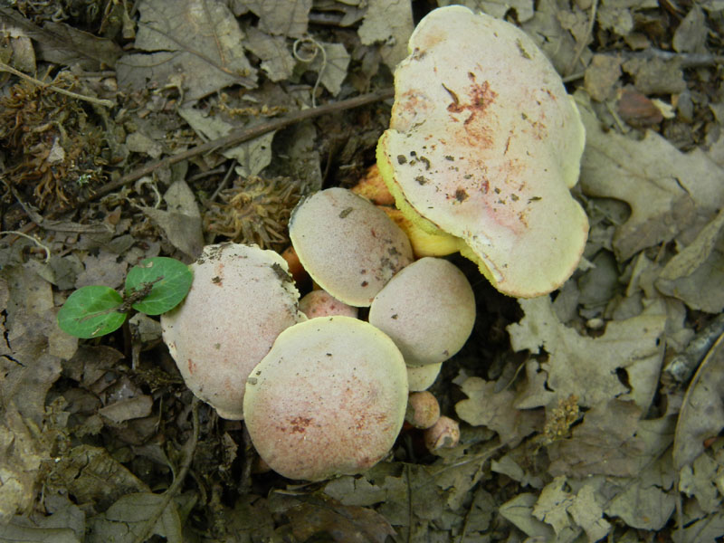 2)ritrovamenti del 26.07.2011.bosco di Quercia
